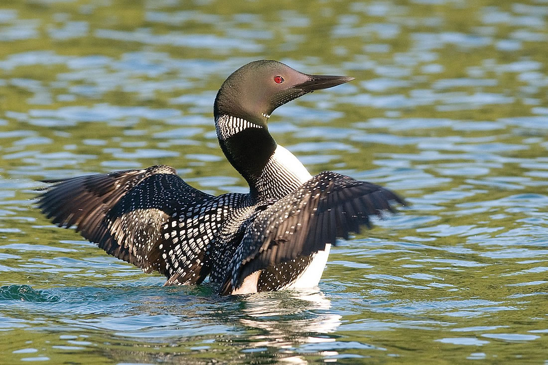 nature-wildlife-turtle-flambeau-flowage-001