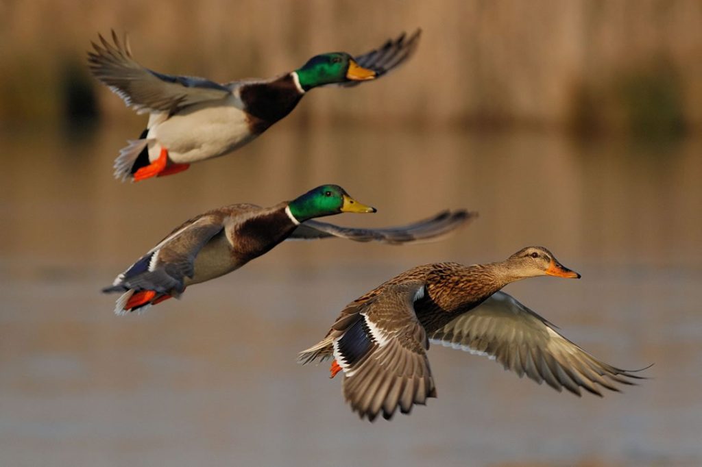 waterfowl-hunting-turtle-flambeau-flowage-001